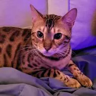 Benji the Therapy Cat